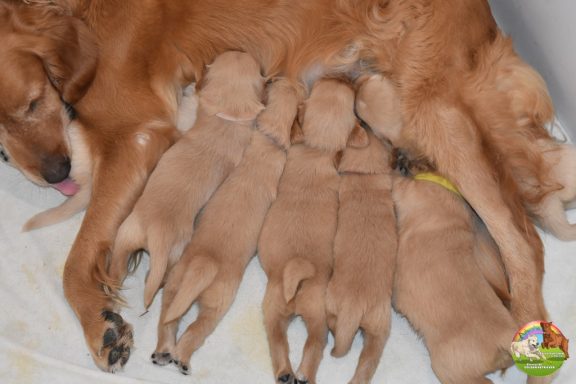 2 semaines avec maman Chiots Golden Retreiever