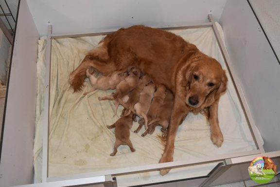 Naissance Chiots Golden Retriever