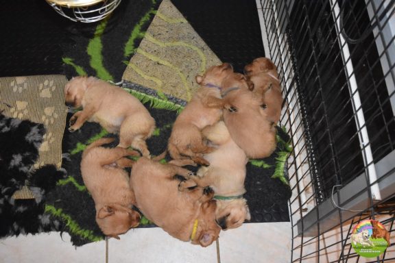 4 semaines Chiots Golden Retreiever